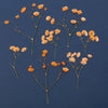 Pressed Flower | Gypsophila Orange
